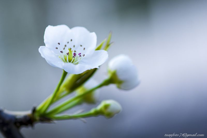 Pear Flowerphoto preview