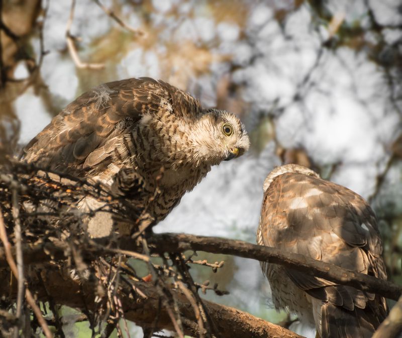 птицы, ястреб перепелятник, слёток, гнездо, разговор, разговор..photo preview