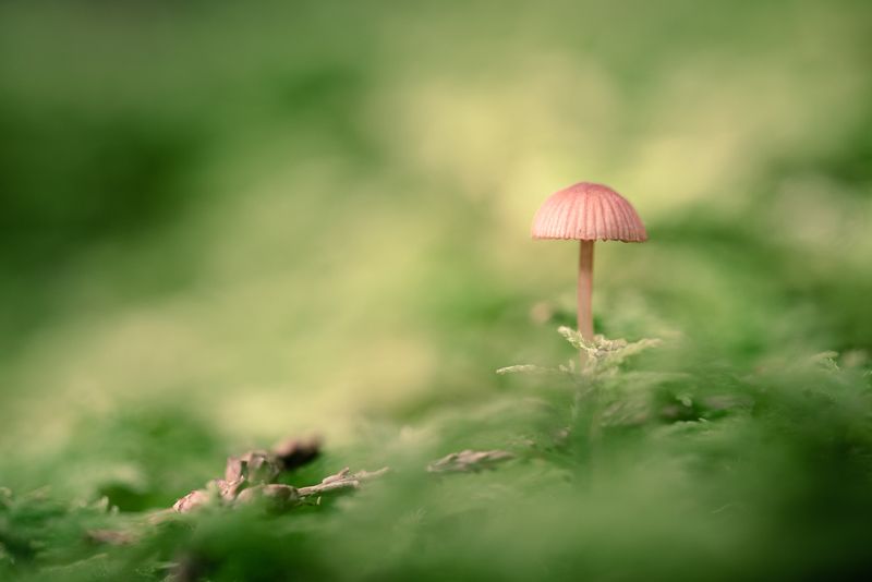 mushrooms,nature,forest,macro Fungusphoto preview