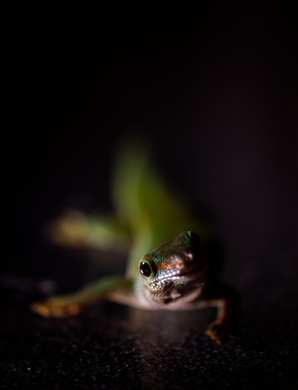 фельзума, ящерица, макро, рептилии Фельзума.photo preview