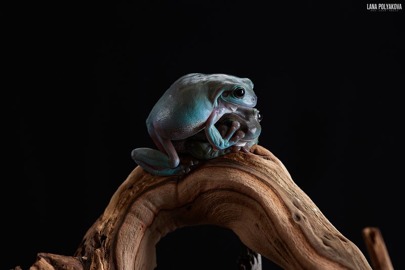 литория, лягушка, экзотика, земноводные Литорияphoto preview