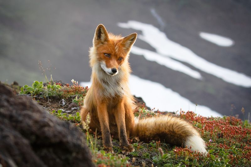 Камчатка, лиса, природа, животный мир, руэкспедишн, ruexpedition, travel, kamchatka, russia Светлая печальphoto preview