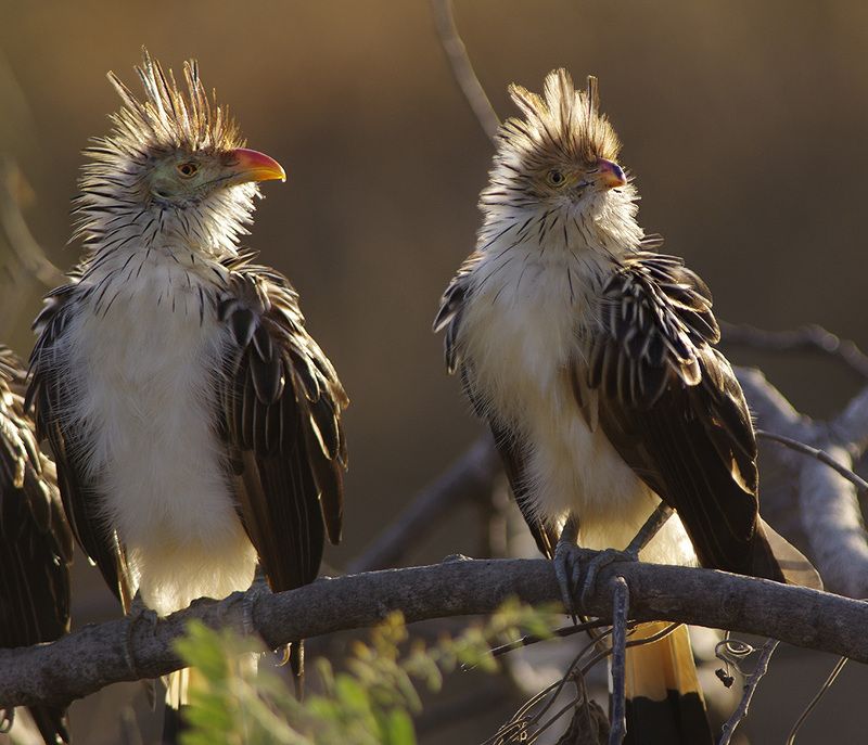 птицы, кукушка, гуира, Guira guira, Guira Cuckoo, CUCULIFORMES, Cuculidae, birds, wild animals, Brazilia, pentax Ранний подъёмphoto preview