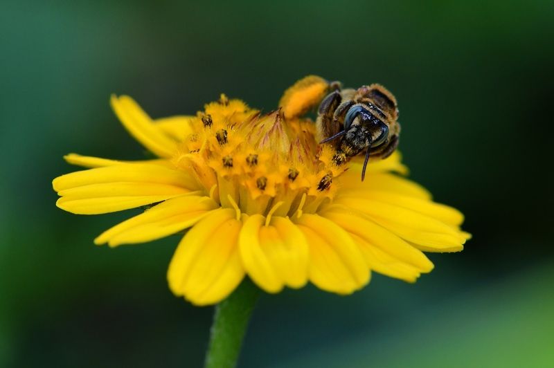 denis moura, mogi das cruzes, brasil, bee Florphoto preview