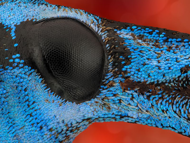 irass, waledzik, nat geo, olympus, close up, macro, extreme macro, макро Eupholus linnei.photo preview