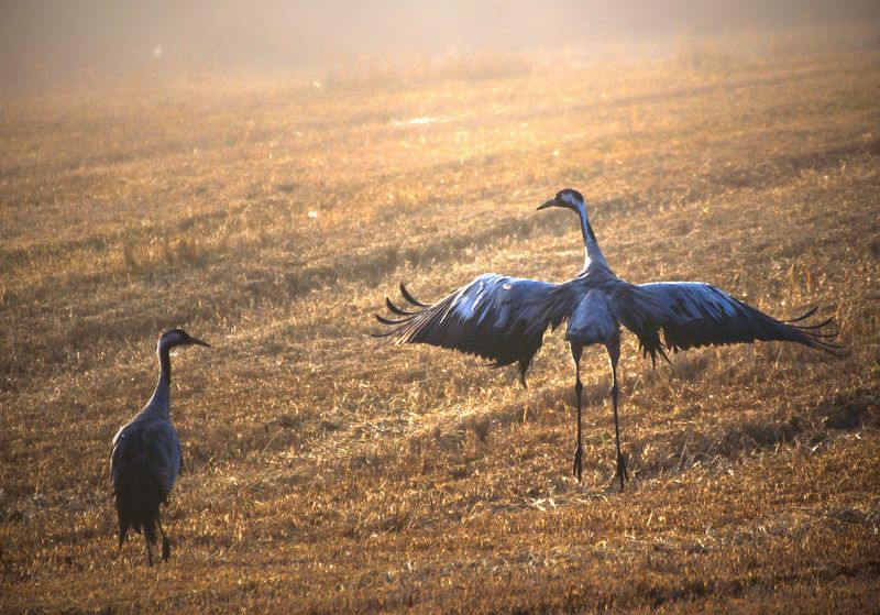 morning in the meadow...(2)photo preview
