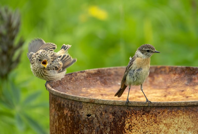 трудности воспитанияphoto preview