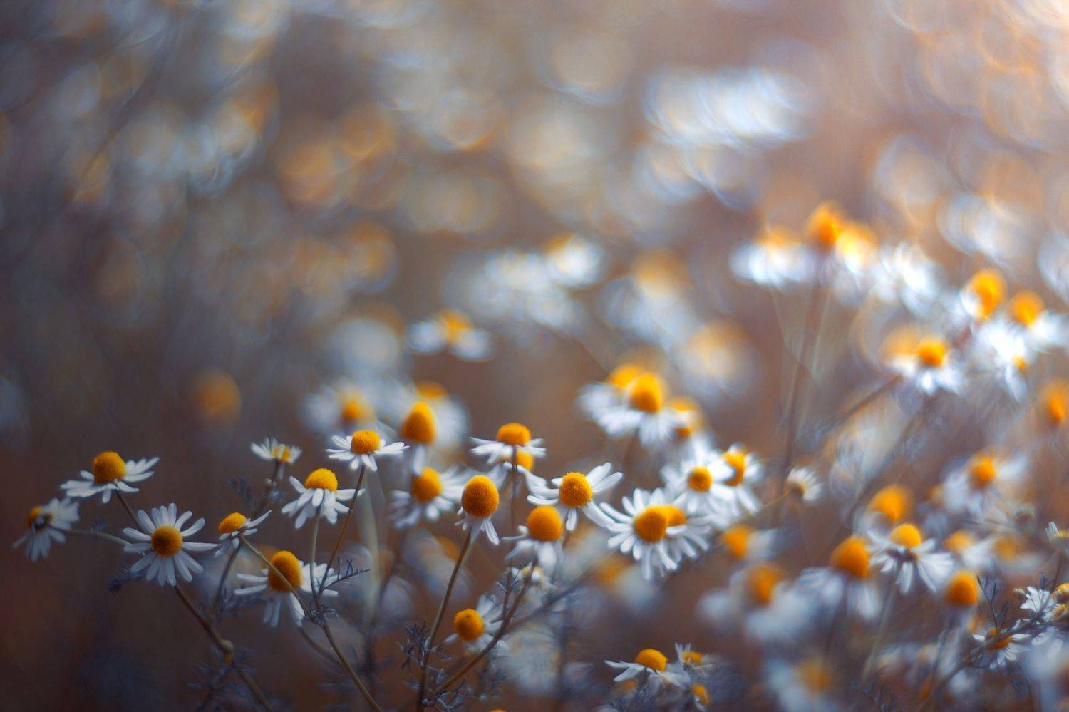 white,bokeh,zenit,helios,85mm,flowers,nature,blue,white,, Борислав Алексиев