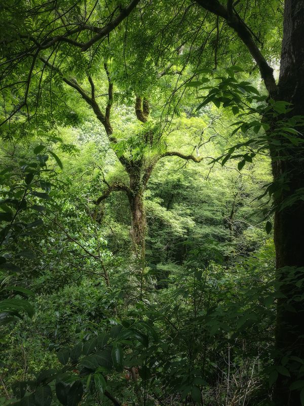 В реликтовом лесуphoto preview