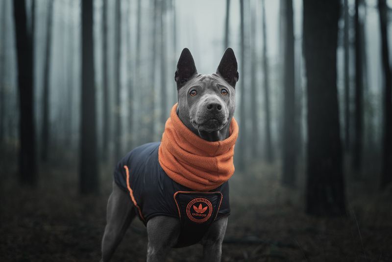 собака, животное, dog, тайский риджбек photo preview