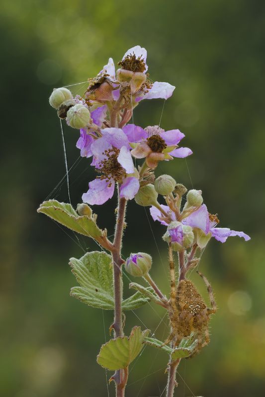 ОДНИ ЦВЕТУТ, ДРУГИЕ СОЗРЕЛИ. ЕЖЕВИЧНАЯ ПОЛЯНА.НАВЕКИ ВЕЧНО ЛЮБИМЫЙ МААЛОТ.Фуджи экс-ти3+фуджи 80/2,8 макро Стекингphoto preview