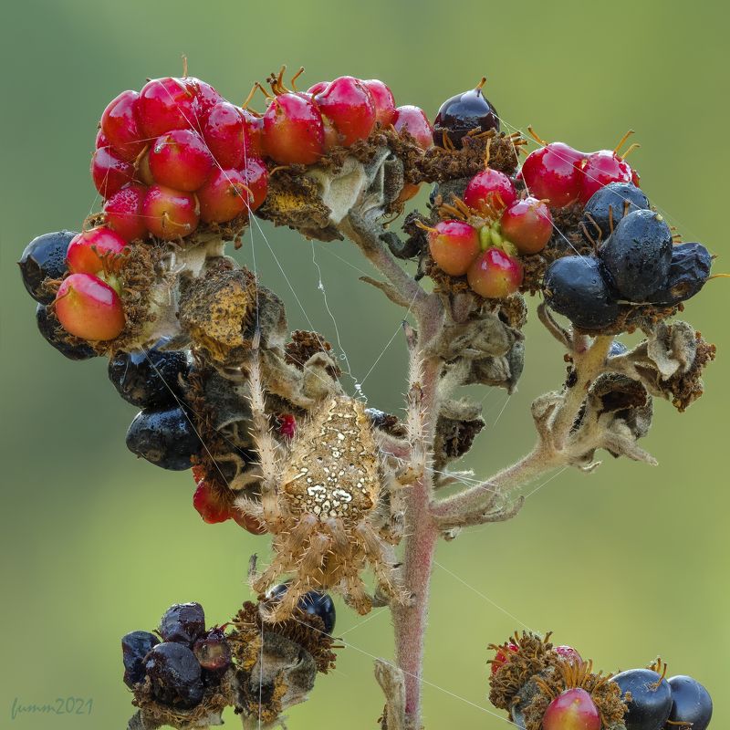 ОСЕННЯ СПЕЛОСТЬ,ЗРЕЛОСТЬ И ПЕРЕЗРЕЛОСТЬ.photo preview