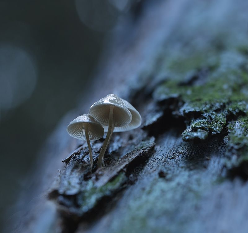 природа, грибы, растения Инопланетянеphoto preview