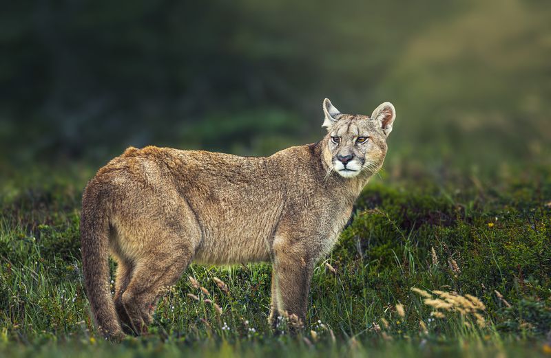 animals, wildlife, cougar, puma, животные, пума, Охотникphoto preview