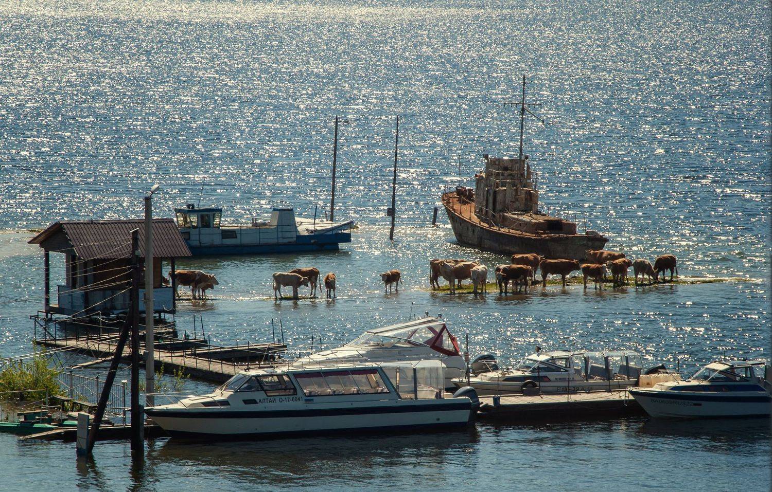 Большая вода на Телецком озере. Начало июня 2021. Автор: Любовь Фурс , Любовь Фурс