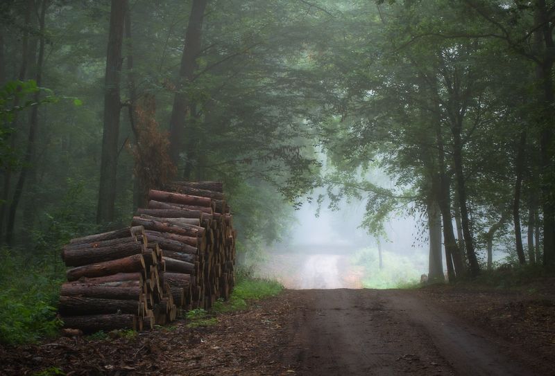 forest morning...photo preview