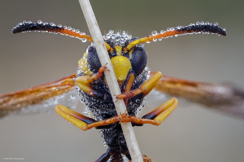 Время росыphoto preview