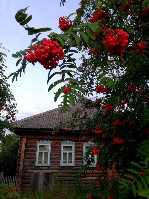 деревня, пейзаж, рябина, домик, изба, деревянный дом, лето В любимой деревне. photo preview