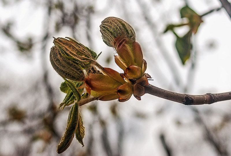 Каштанphoto preview