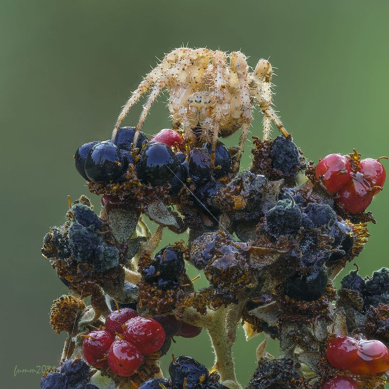 ЭТО МОЯ КУЛУБНИКА!photo preview