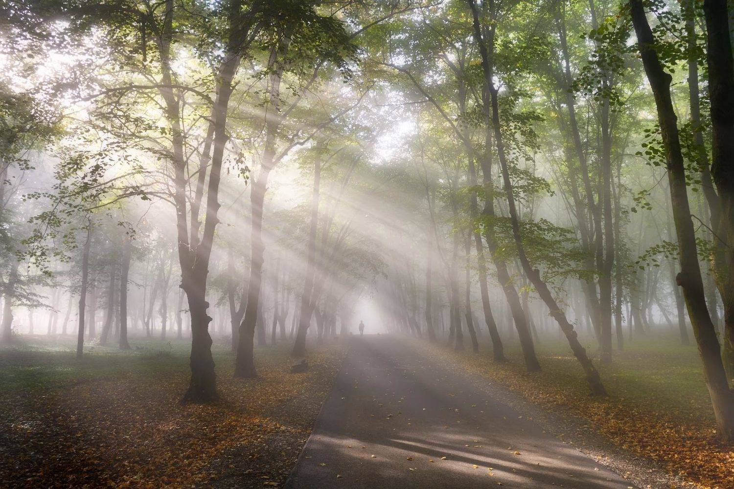 Туманний ранок. Автор: Леонид Морозов #nature, #туман, #лес, #oсень, #украина, #карпаты, #пейзаж, #закат, #туман, #солнце, #свет, #mountain range, #mountains, #туризм, #лес, #nature, #природа,, Леонид Морозов