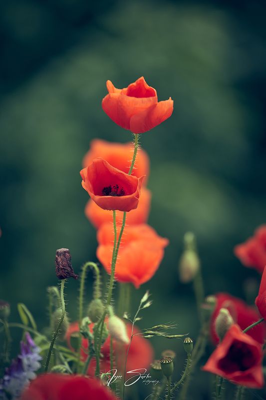 Эхо летаphoto preview