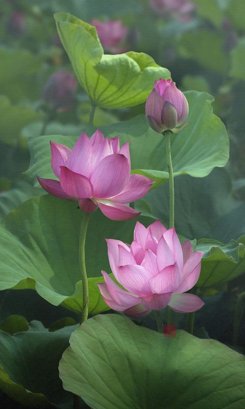 Lotus #4photo preview