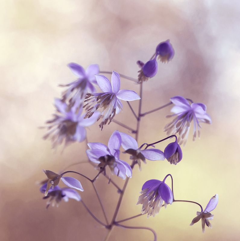 Thalictrum delavayphoto preview