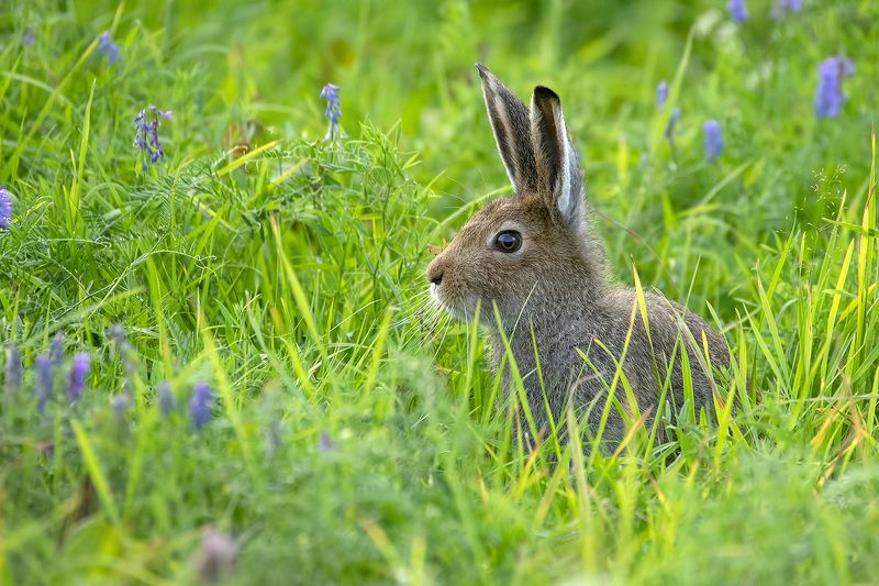 Veni, naribus, edophoto preview