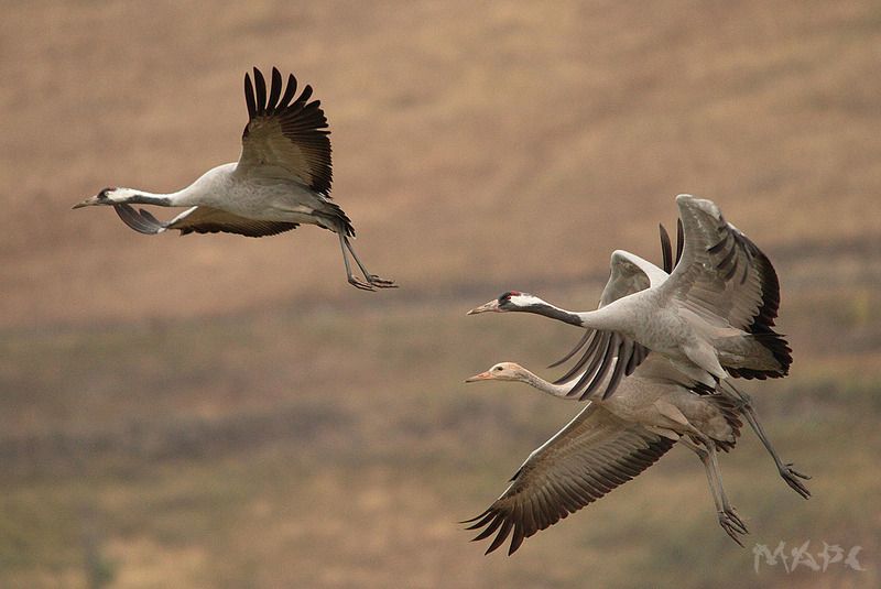 животные птицы серые журавли осень башкирия Серые журавлиphoto preview