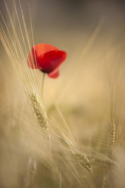 summer, poppies, wheat, nature, macro, field, macro, yellow, red Summerphoto preview