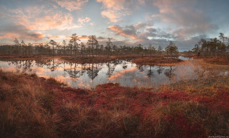 ленинградская область, ленобласть, болото, болотное озеро, мох, сосны, отражение, краски осени \
