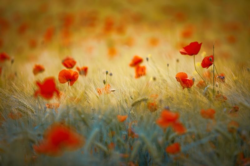 poppies, red, wheat, yellow, field, spring, summer, nature, sunset Poppiesphoto preview