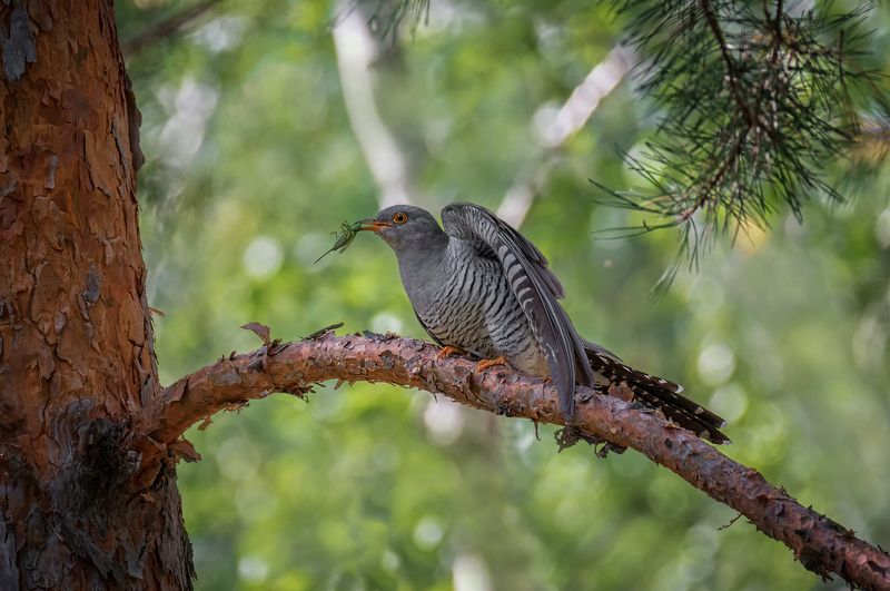 птица, кукушка, самец, добыча, Кукушка..photo preview