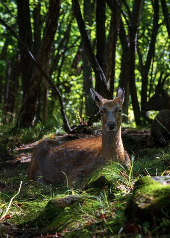 Пятнистый олень фото превью