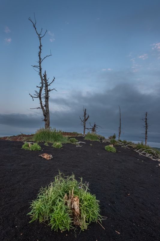 Мертвый лес. Жизнь продолжаетсяphoto preview