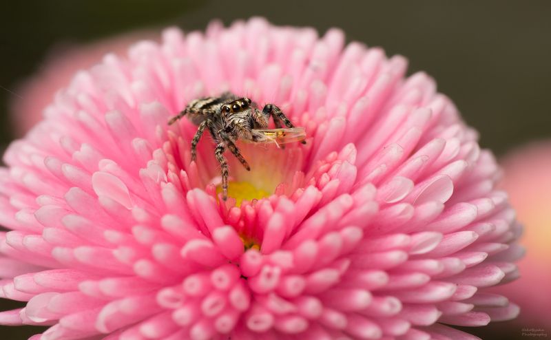 макро, природе, цветы, насекомые, паук, цикадка, маргаритка,macro, nature, flowers, insects, spider, leafhopper, daisy, Розовое кафеphoto preview