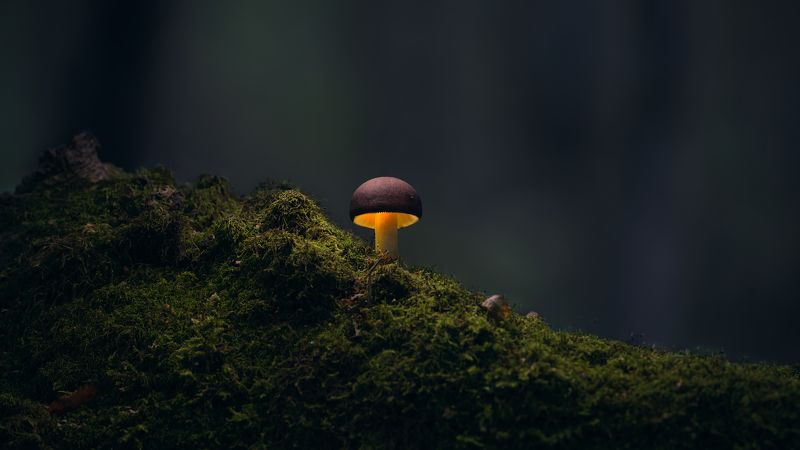 Грибphoto preview