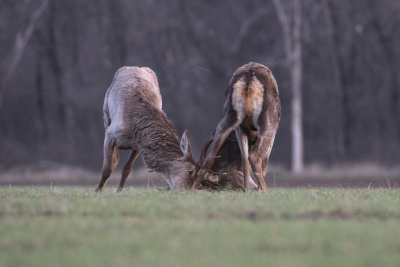 Противостояниеphoto preview