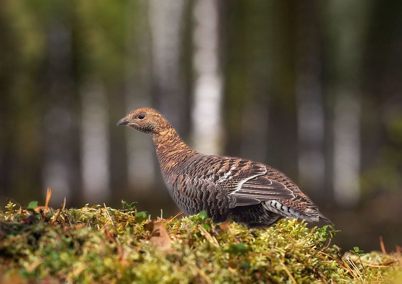 Осенняяphoto preview