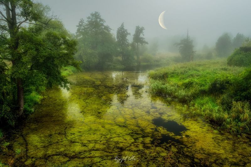 moon, river, fog, nature, sky, algae, trees, nikon, atmosphere, landscape, dawn The misty Gwda Riverphoto preview