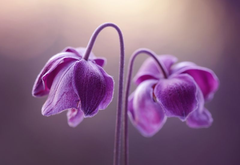 Anemonephoto preview