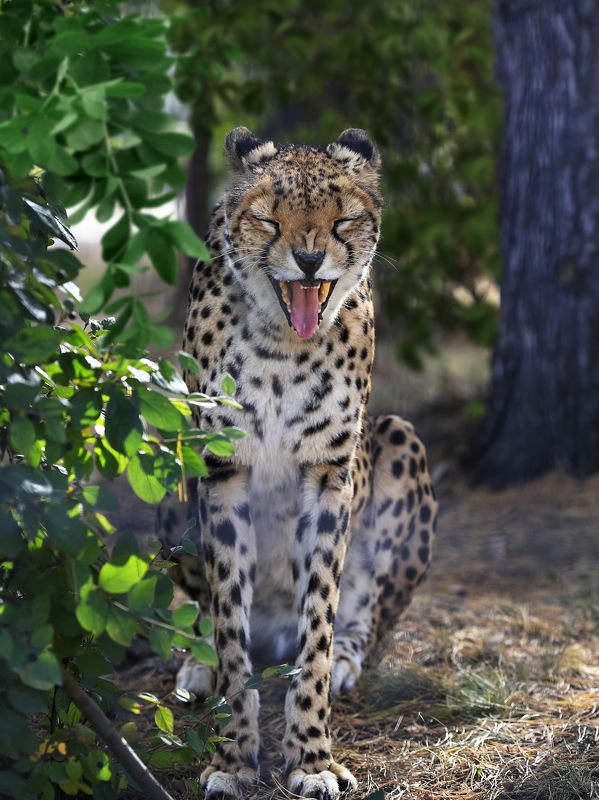 гепард Гепардphoto preview