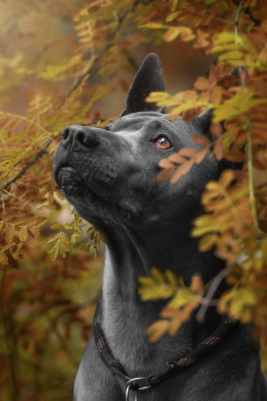 Осеньphoto preview