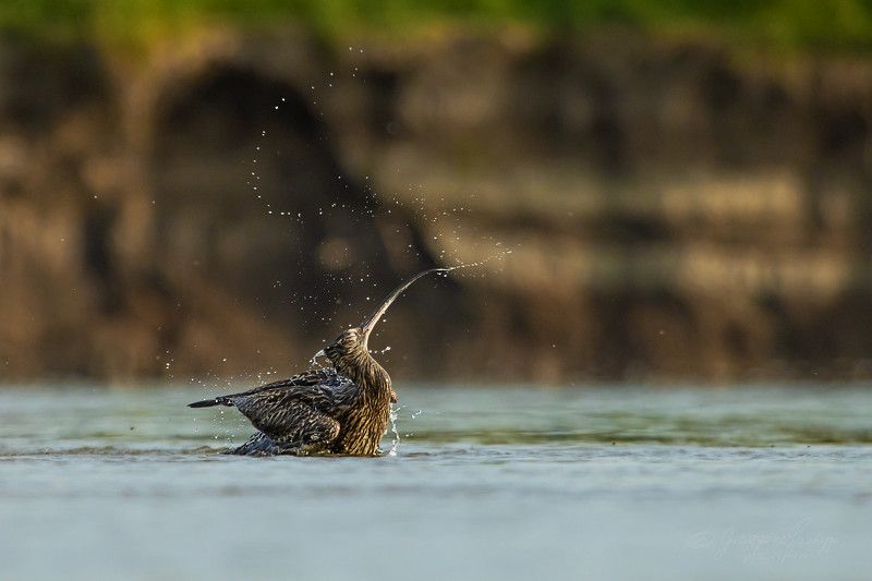 Numenius arquataphoto preview