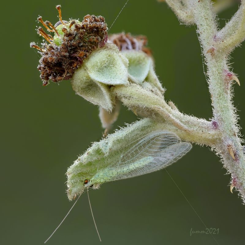 ЗЛАТОГЛАЗКАphoto preview