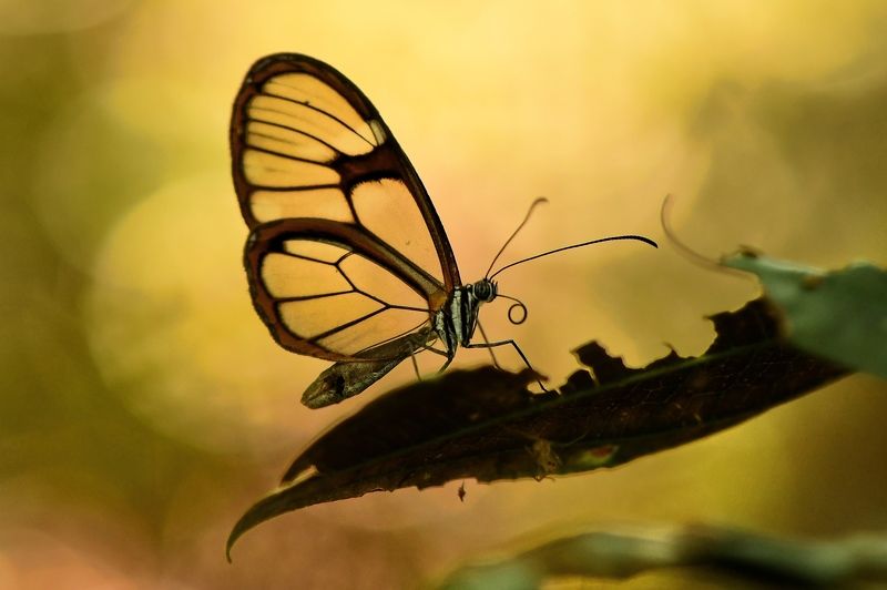 denis moura, mogi das cruzes, brasil Borboletaphoto preview