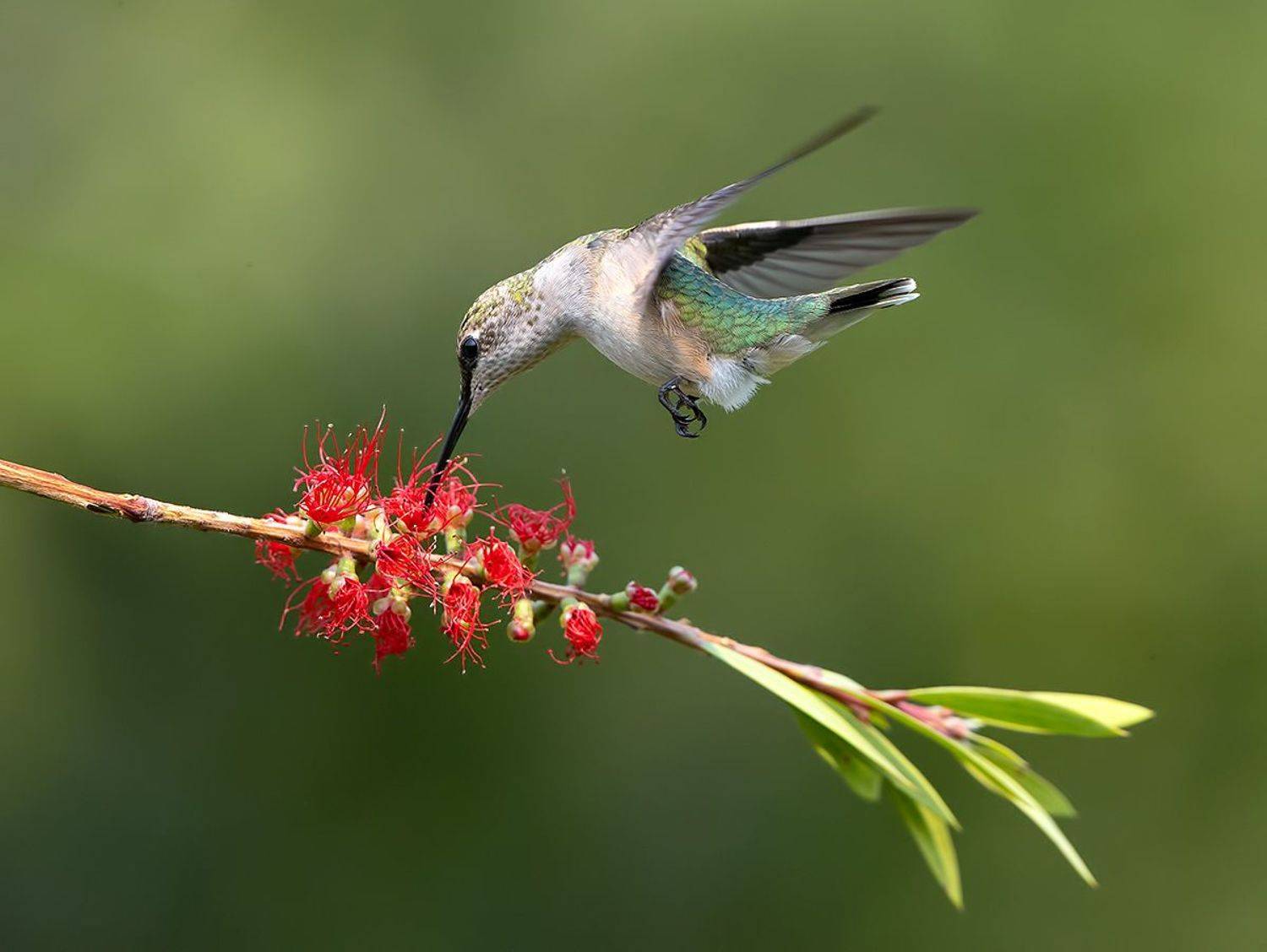 Female. Ruby-throated Hummingbird -Рубиновогорлый колибри. самка. Автор: Elizabeth Etkind колибри,ruby-throated hummingbird, hummingbird, Elizabeth Etkind