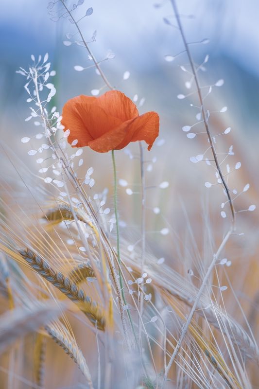 spring. poppies, wheat, nature, macro, flowers, plants, red, blue, white Taste of springphoto preview