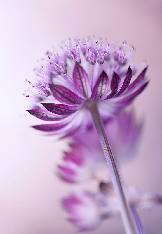 Star of Firephoto preview